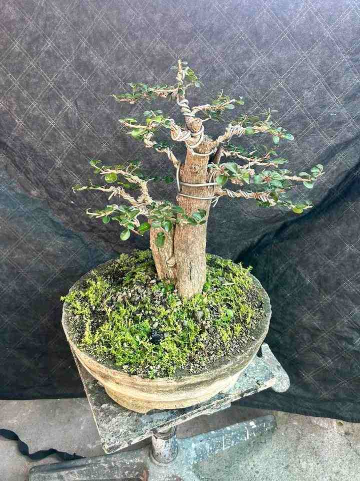 Bonsai Bunut